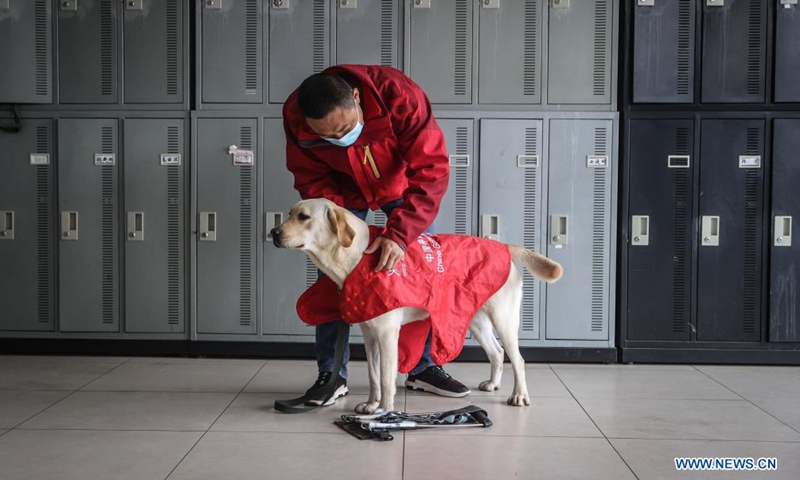 A trainer gears up a guide dog for training at Dalian branch of the China Guide Dog Training Center in Dalian, northeast China's Liaoning Province, April 22, 2021.Photo:Xinhua