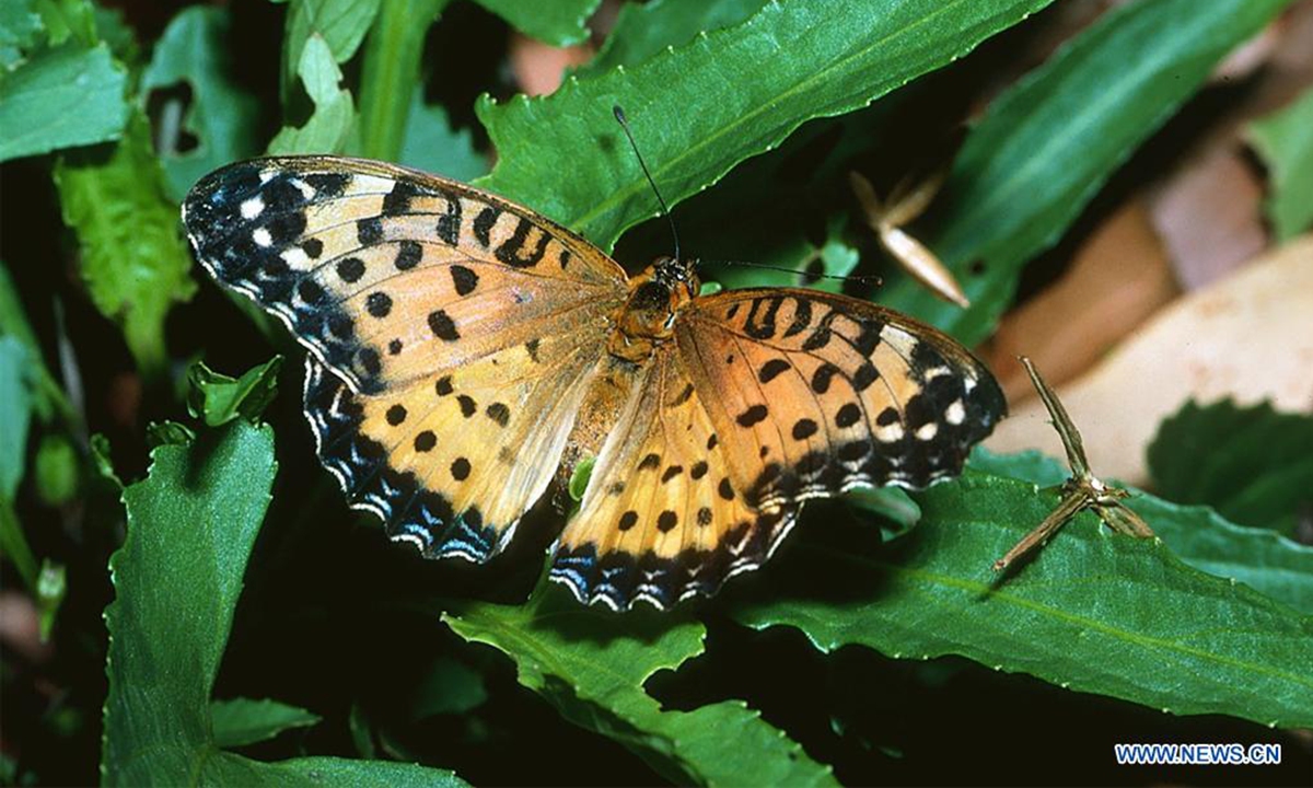 File photo shows an Australian fritillary in bushes. Scientist has identified 26 Australian butterfly species and subspecies at greatest risk of extinction and those species were estimated to be lost within 20 years, media reported on Tuesday. Topping the list is Australian fritillary with a 94 percent likelihood of extinction in two decades. (Photo by Garry Sankowsky/Xinhua)