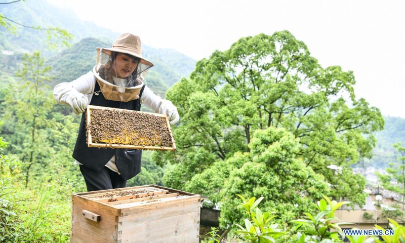 Yuan Xiaomei works at her bee breeding base in Nayong County, southwest China's Guizhou Province, April 28, 2021.(Photo: Xinhua)
