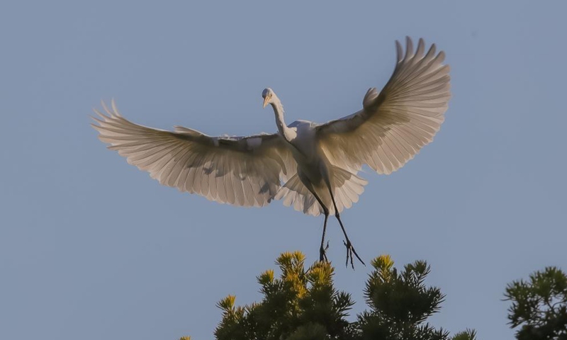 An egret flies at Newark lakeshore park in California, the United States, May 5, 2021. Photo: Xinhua