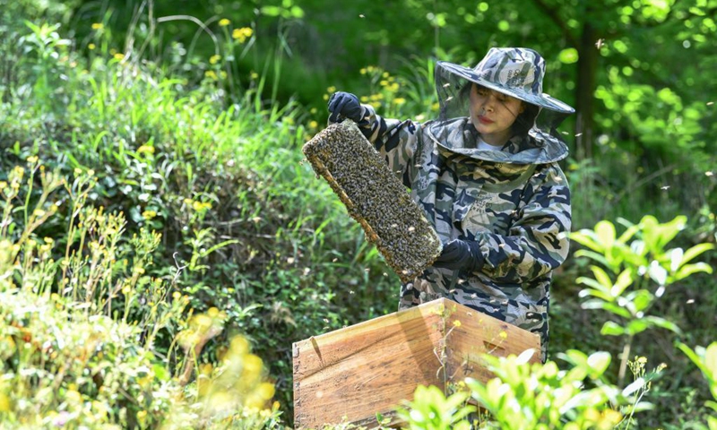 Yuan Xiaomei works at her bee breeding base in Nayong County, southwest China's Guizhou Province, April 29, 2021. (Photo: Xinhua)