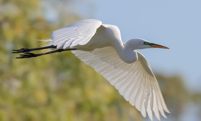 An egret flies at Newark lakeshore park in California, the United States, May 5, 2021. Photo: Xinhua