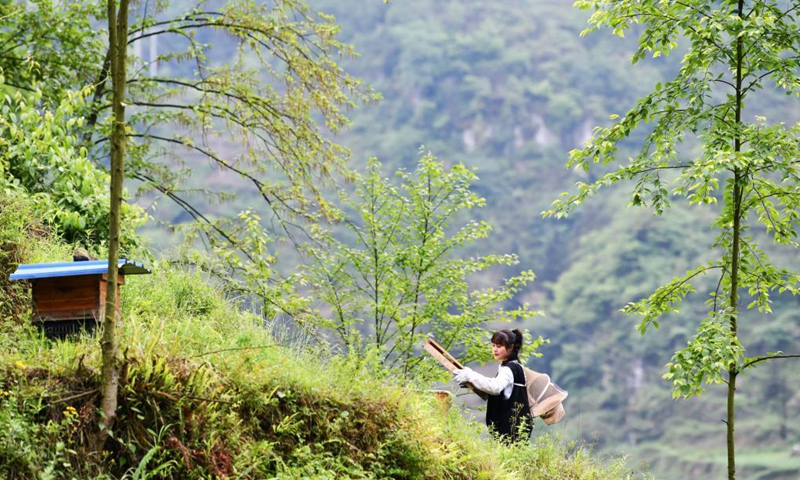Yuan Xiaomei works at her bee breeding base in Nayong County, southwest China's Guizhou Province, April 28, 2021.(Photo: Xinhua)
