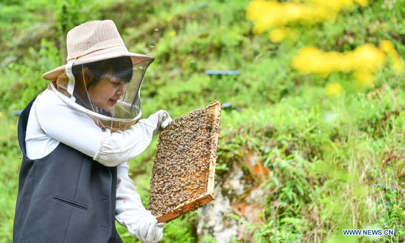 Yuan Xiaomei works at her bee breeding base in Nayong County, southwest China's Guizhou Province, April 28, 2021. (Photo: Xinhua)