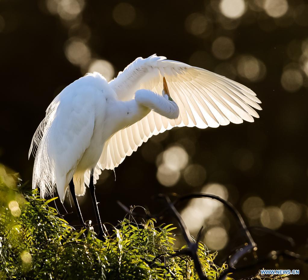 A egret is seen at Newark lakeshore park in California, the United States, May 5, 2021. Photo: Xinhua