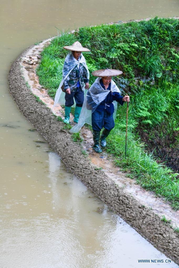 Farmers walk in the terraced fields in Dangniu Village of Congjiang County, southwest China's Guizhou Province, May 4, 2021.(Photo: Xinhua)