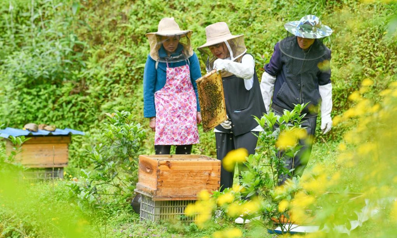 Yuan Xiaomei (C) and her family work at her bee breeding base in Nayong County, southwest China's Guizhou Province, April 28, 2021. (Photo: Xinhua)