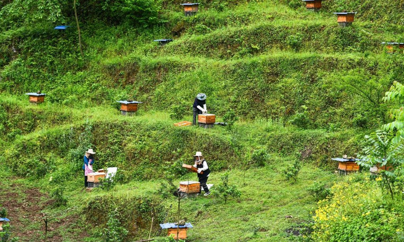 Yuan Xiaomei and her family work at her bee breeding base in Nayong County, southwest China's Guizhou Province, April 28, 2021.(Photo: Xinhua)
