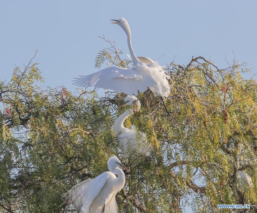 Egrets are seen at Newark lakeshore park in California, the United States, May 5, 2021. Photo: Xinhua