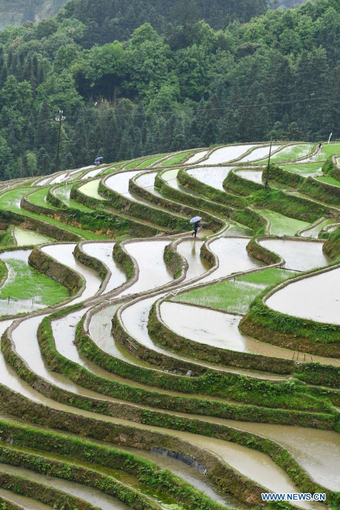 Farmers work in the terraced fields in Jiaye Village of Congjiang County, southwest China's Guizhou Province, May 3, 2021. (Photo: Xinhua)