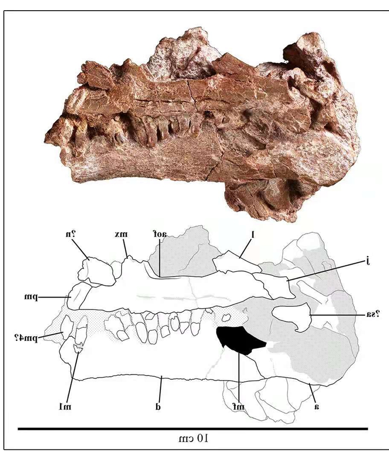 The skull of the dinosaur. Photo: Courtesy of Center for Vertebrate Evolutionary Biology of Yunnan University