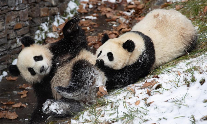 Giant pandas play after snow at Shenshuping base of China Conservation and Research Center for the Giant Panda in Wolong National Nature Reserve, southwest China's Sichuan Province, Dec. 17, 2020. (Xinhua/Jiang Hongjing)