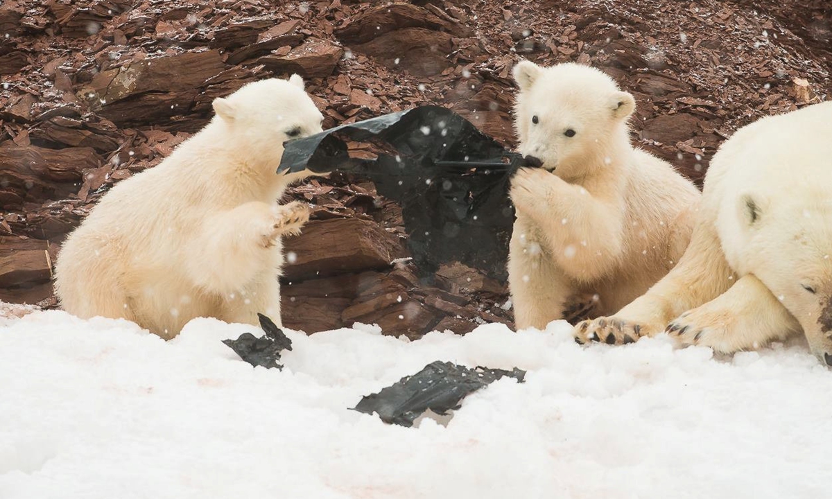 The polar bear cub plays with a sheet of plastic in Svalbard, a Norwegian archipelago about halfway between the mainland and North Pole. Photo: VCG