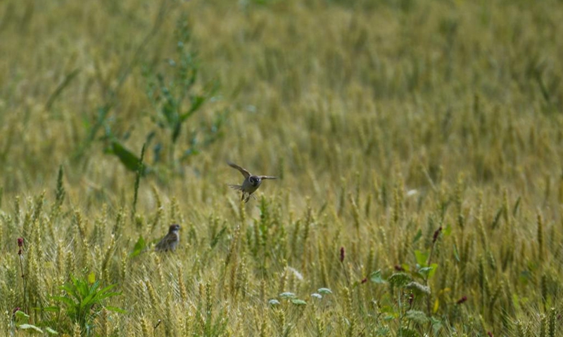 Photo taken on May 7, 2021 shows the scenery in Donglin Town of Wuxing District, Huzhou City, east China's Zhejiang Province.Photo:Xinhua
