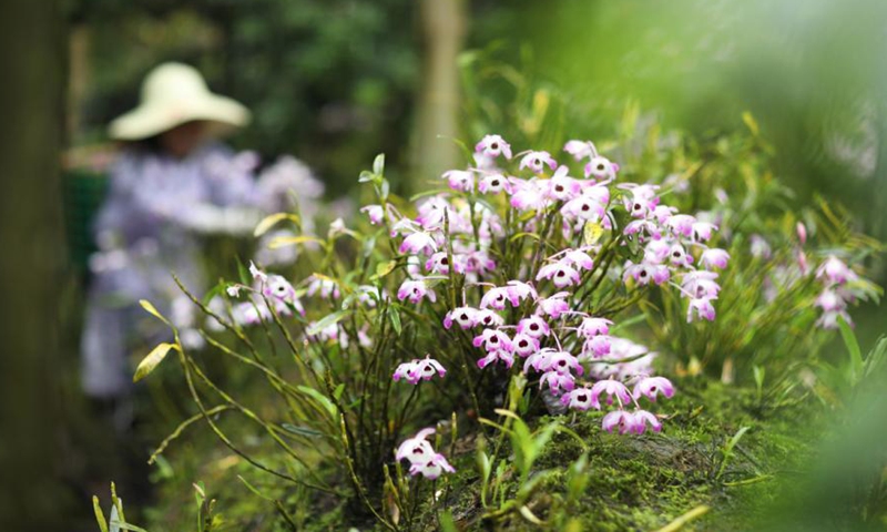 Farmers pick dendrobium flowers at Chishui, Southwest China's Guizhou province, on May 5,2021.The local government has encouraged farmers to plant dendrobium flowers, a traditional Chinese medicinal product, to increase incomes in recent years.Photo:China News Service