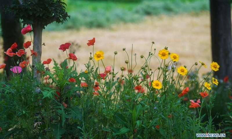 Photo taken on May 7, 2021 shows the scenery in Donglin Town of Wuxing District, Huzhou City, east China's Zhejiang Province.Photo:Xinhua