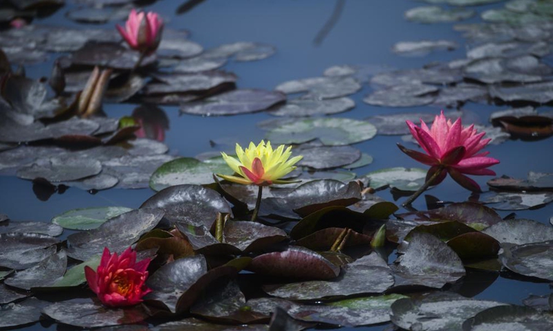 Photo taken on May 7, 2021 shows the scenery in Donglin Town of Wuxing District, Huzhou City, east China's Zhejiang Province.Photo:Xinhua