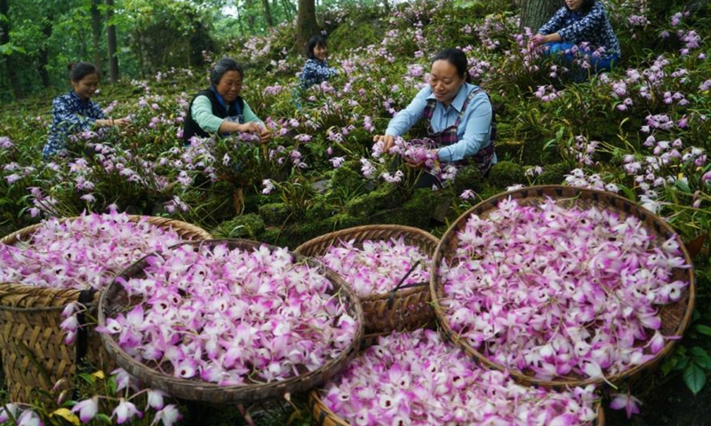 Farmers pick dendrobium flowers at Chishui, Southwest China's Guizhou province, on May 5.Photo:China News Service