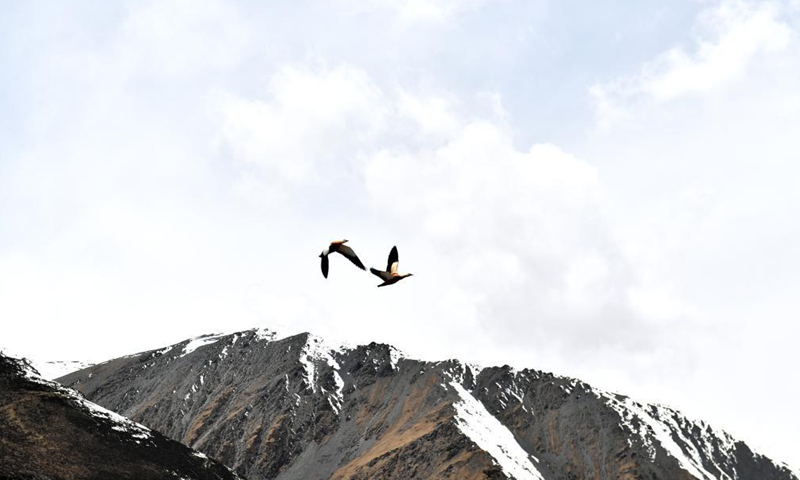 Birds fly around the Sapukonglagabo Mountain in Biru County of Nagqu, southwest China's Tibet Autonomous Region, May 4, 2021. Photo:Xinhua