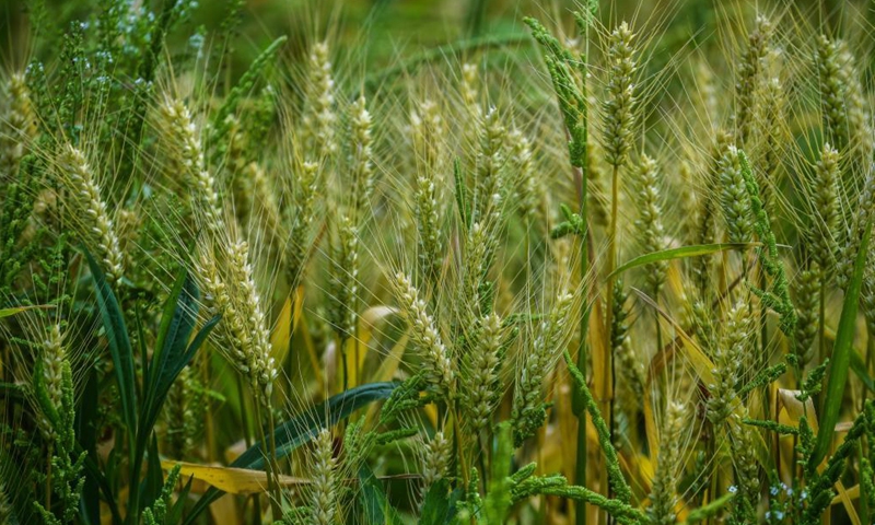 Photo taken on May 7, 2021 shows the scenery in Donglin Town of Wuxing District, Huzhou City, east China's Zhejiang Province.Photo:Xinhua