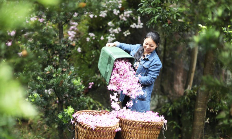 A farmer collects dendrobium flowers at Chishui, Southwest China's Guizhou province, on May 5.Photo:China News Service