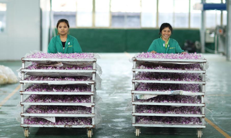 Farmers transport dendrobium flowers for bakery at Chishui, Southwest China's Guizhou province, on May 5.Photo:China News Service