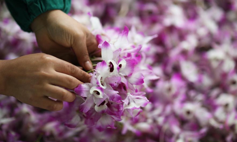 A farmer collects dendrobium flowers at Chishui, Southwest China's Guizhou province, on May 5, 2021.Photo:China News Service