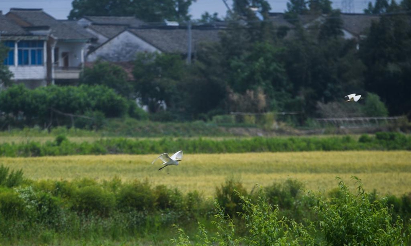 Photo taken on May 7, 2021 shows the scenery in Donglin Town of Wuxing District, Huzhou City, east China's Zhejiang Province.Photo:Xinhua