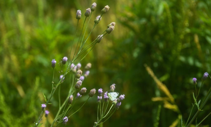 Photo taken on May 7, 2021 shows the scenery in Donglin Town of Wuxing District, Huzhou City, east China's Zhejiang Province.Photo:Xinhua