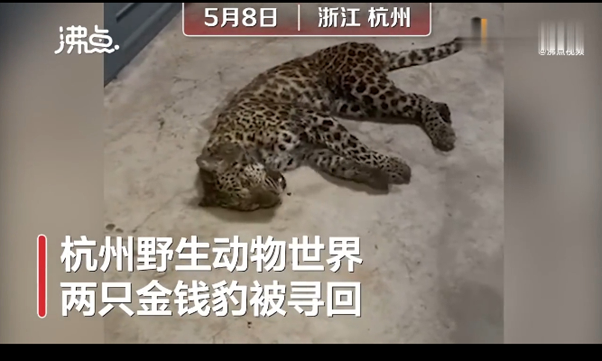 One of the recaptured juvenile leopards. Photo: screenshot of video by yidianzixun.com