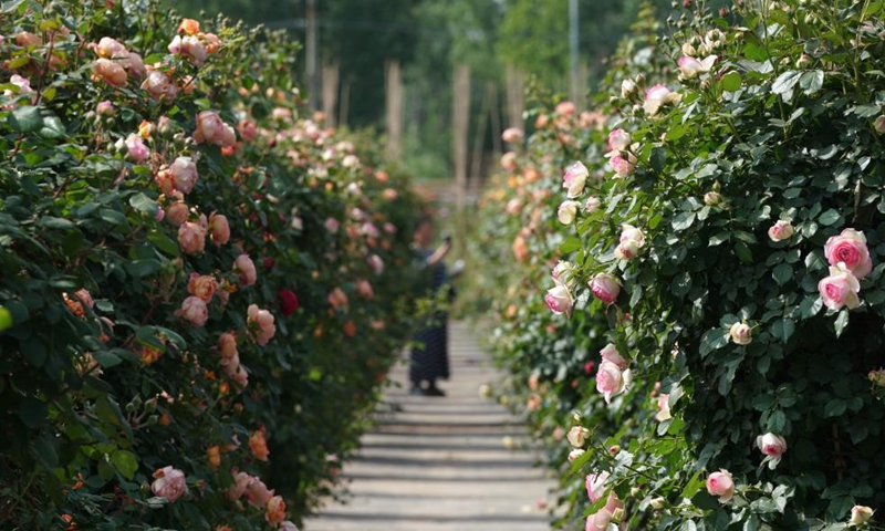 Tourists visit Chinese rose field in Hebei - Global Times