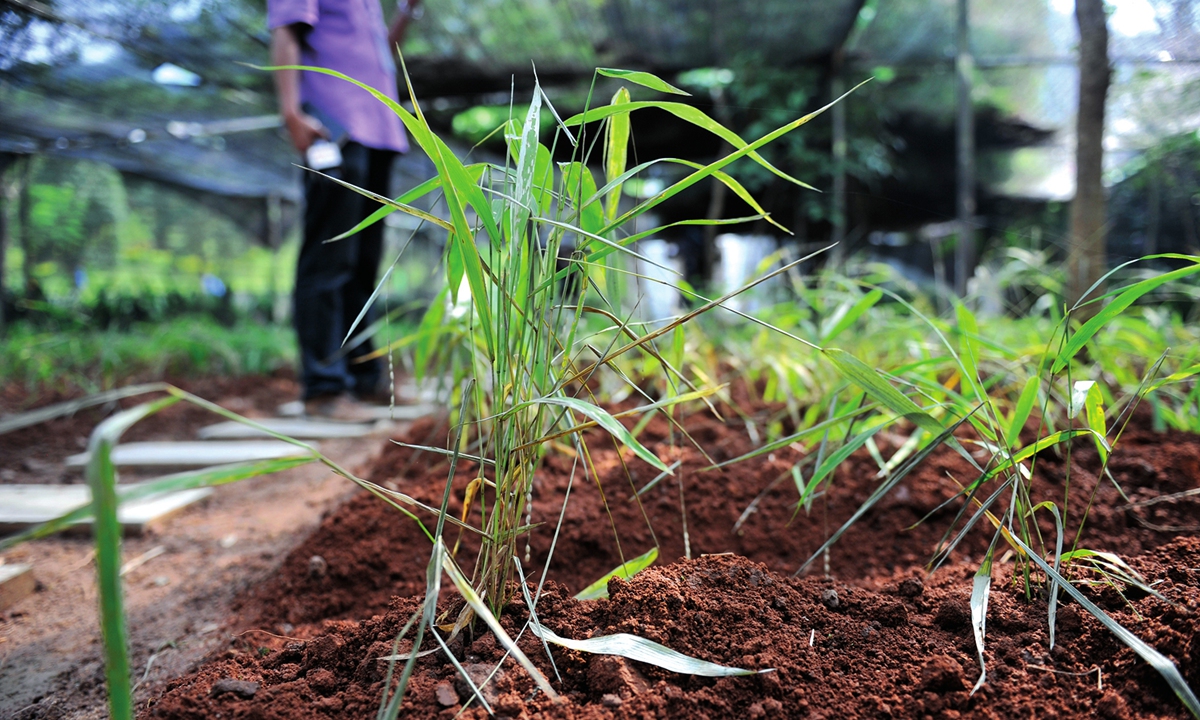 Scientists maintain a kind of endangered wild rice at the rare botanical garden of the Nuozhadu Hydropower Station. Photo: cnsphoto 