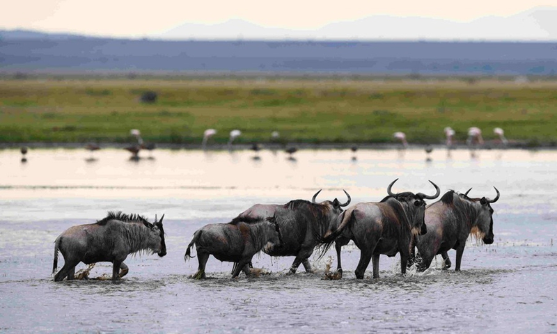 Kenya launches wildlife census to boost conservation of iconic species - Vimarsana News