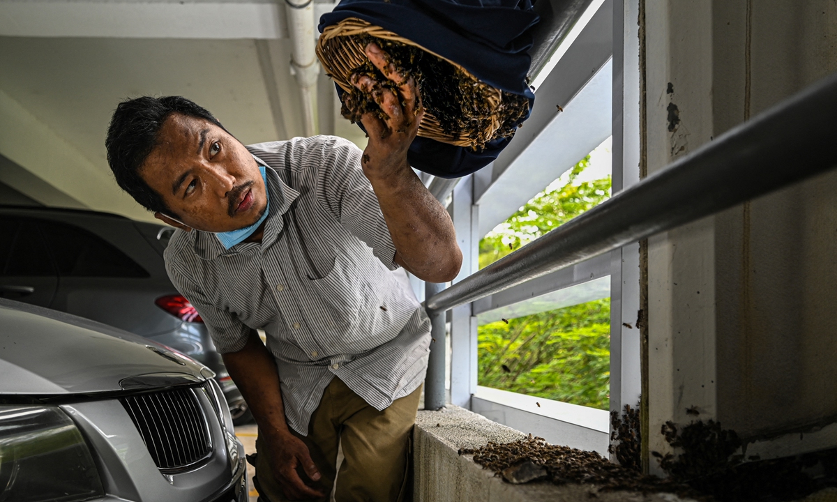 Ooi Leng Chye from the MY Bee Savior Association transferring rescues bees from honeycombs into a rattan basket in the parking lot of an apartment building in Kuala Lumpur, Malaysia, on April 23, 2021. Photo: AFP 