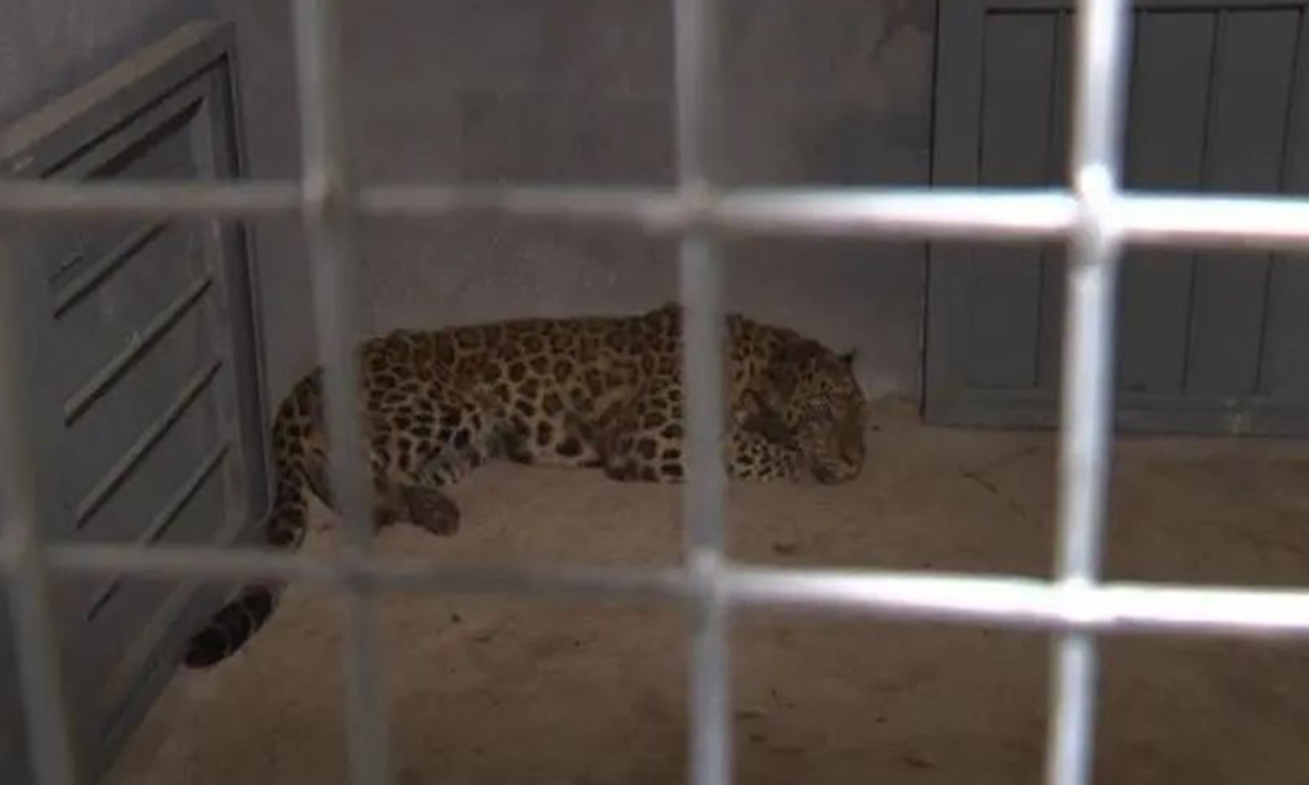The second recaptured leopard. Photo: screenshot of report by local media