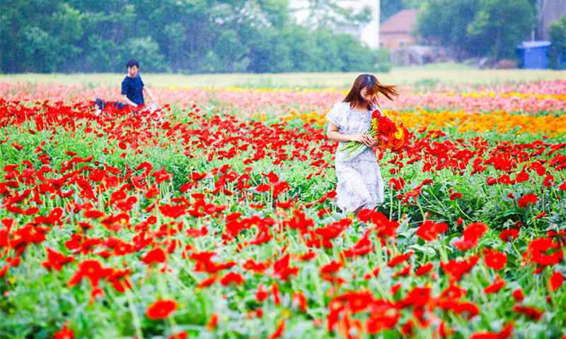 Tourists enjoy a sea of African chrysanthemums at a fresh flower base in Motou town, East China's Jiangsu Province, on Sunday. Motou has achieved rural revitalization with the help of the flower industry, which has attracted investments of 280 million yuan ($43.5 million). Farmers' income increased from nearly 2,000 yuan ($310.7) in 2010 to over 20,000 yuan in 2019. Photo: cnsphoto
