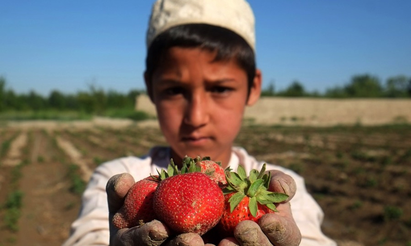 Afghan Farmers Welcome Harvest Season Of Strawberry - Global Times