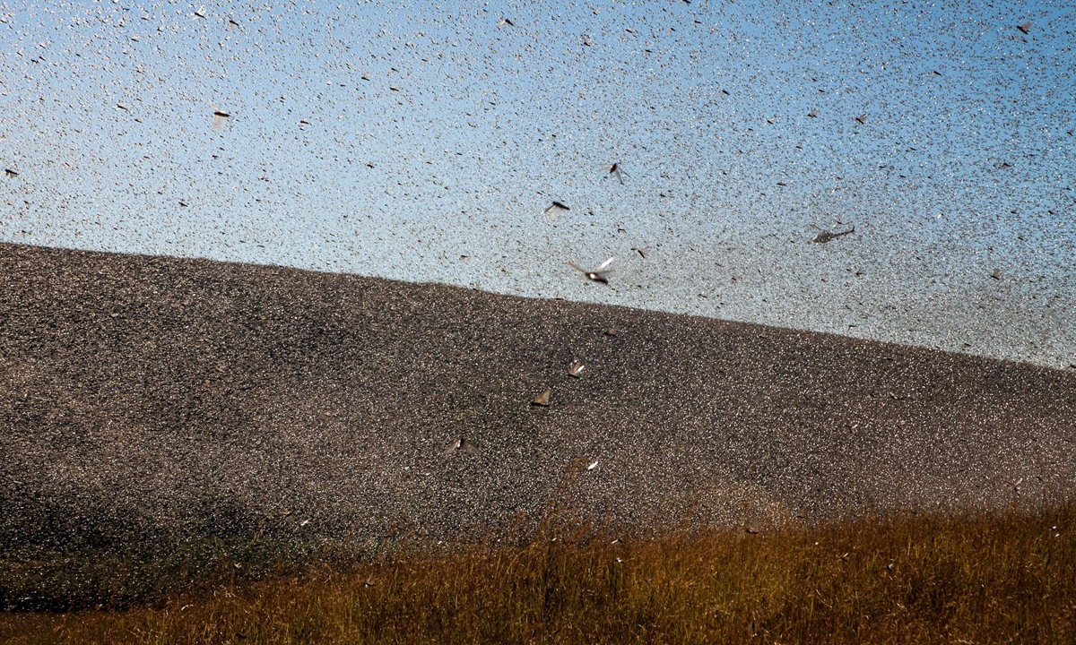 A helicopter of the Food and Agriculture Organization of the United Nations (FAO) flies through millions of Locusts as spreads pesticide to fight against a swarm of locusts threatening to reach Amparihibe village on May 7, 2014 in Tsiroanomandidy, Madagascar. Photo: VCG