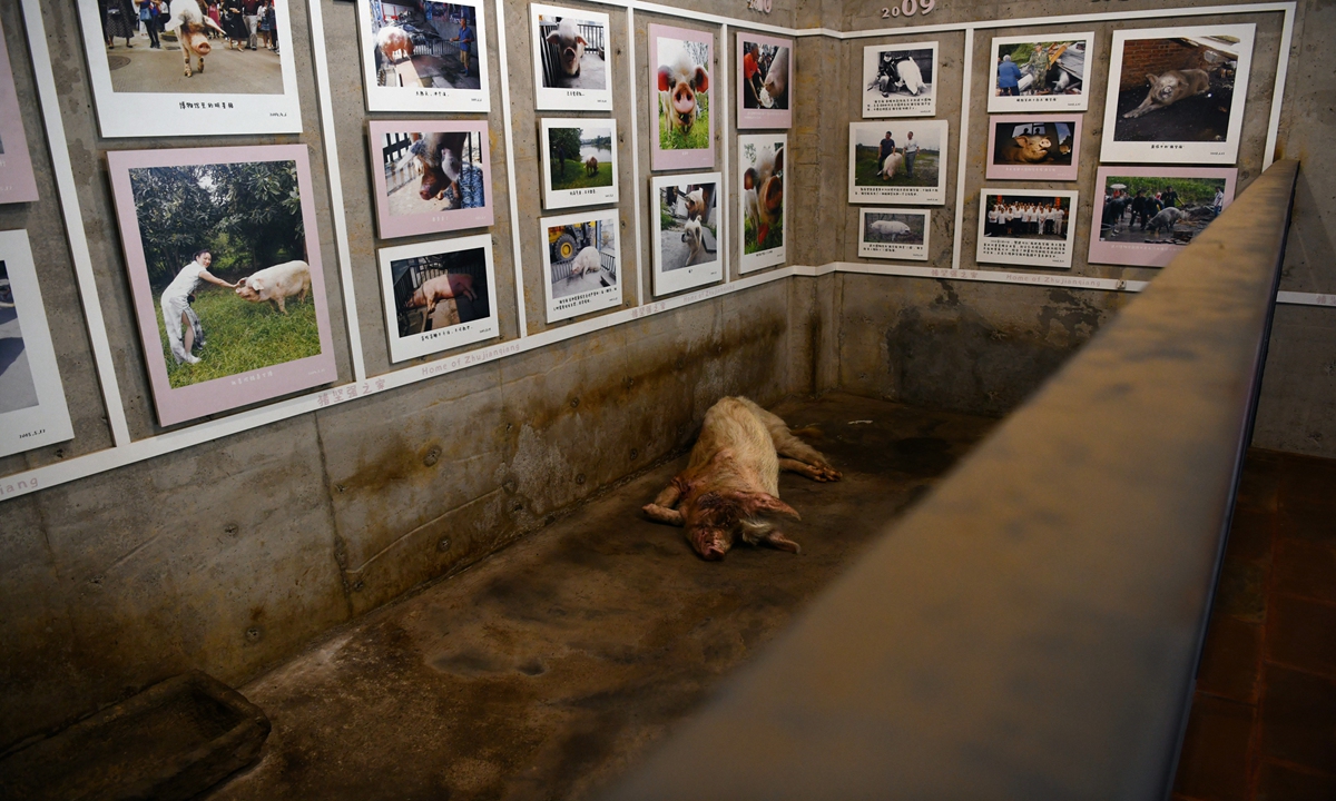 Hailed as a miracle of life, 14-year-old Zhu Jianqiang (Strong-willed Pig), lives out his last days surrounded by photos from his past at its local museum in Jianchuan, Southwest China's Sichuan Province. The legendary pig lived for 36 days trapped under debris after the magnitude 8 earthquake hit the town on May 12, 2008, giving encouragement to millions. Photo: IC