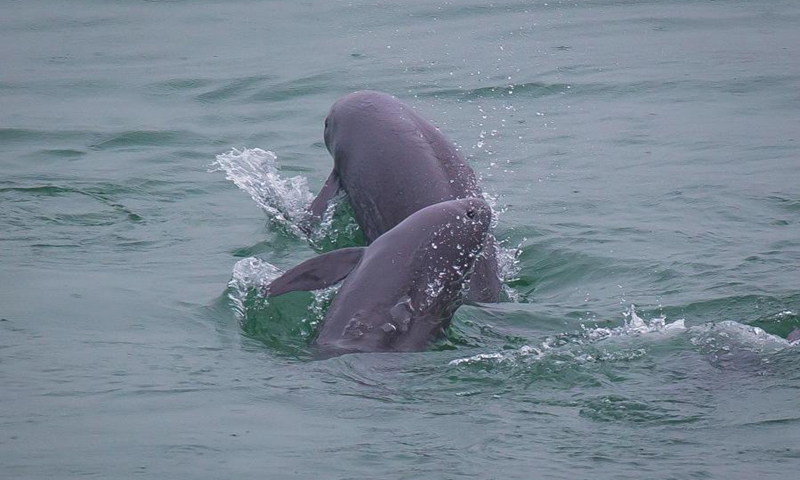 Two Yangtze finless porpoises are seen at the Yichang section of the Yangtze River, central China's Hubei Province, May 10, 2021.(Photo:Xinhua)