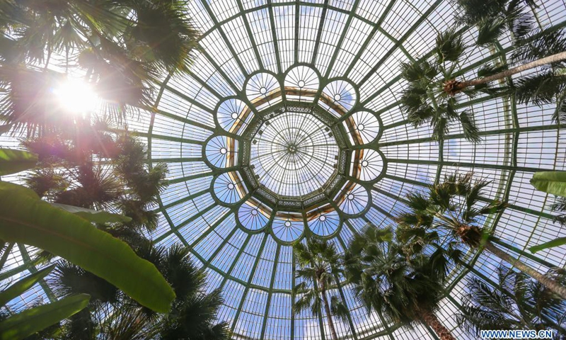 The plants are seen in the Winter Garden of the Royal Greenhouses in the Royal Domain of Laeken in Brussels, Belgium, May 12, 2021. Belgium will open its Royal Greenhouses of Laeken for the public from 13 May to 6 June this year. The opening activity of the greenhouses was absent in Spring last year due to the COVID-19 pandemic.(Photo: Xinhua)