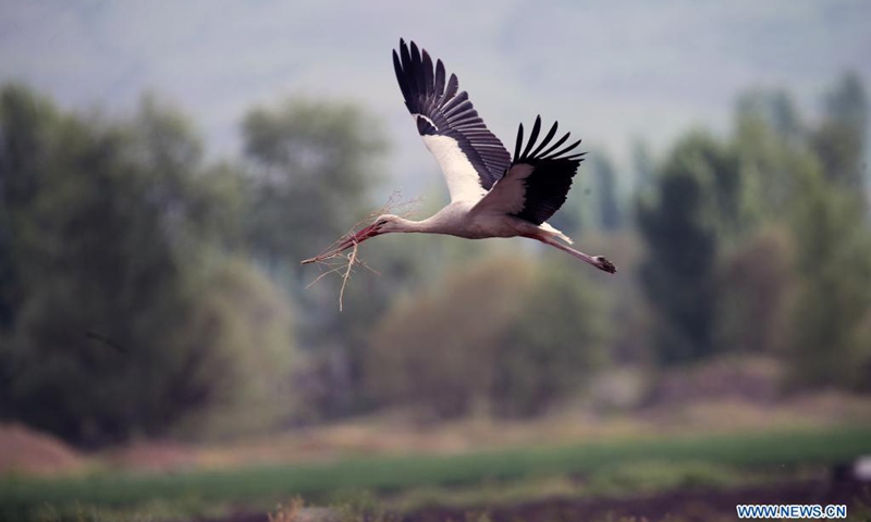 Photo taken on May 12, 2021 shows a stork over the Nallihan Bird Sanctuary in Ankara, Turkey.(Photo: Xinhua)