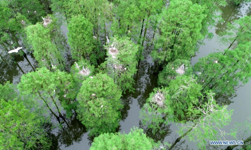 Aerial photo taken on May 12, 2021 shows birds resting at the Chishan Lake National Wetland Park in Lai'an County, east China's Anhui Province. After years of ecological restoration, the Chishan Lake National Wetland Park has become a paradise of birds and fowls. Photo: Xinhua