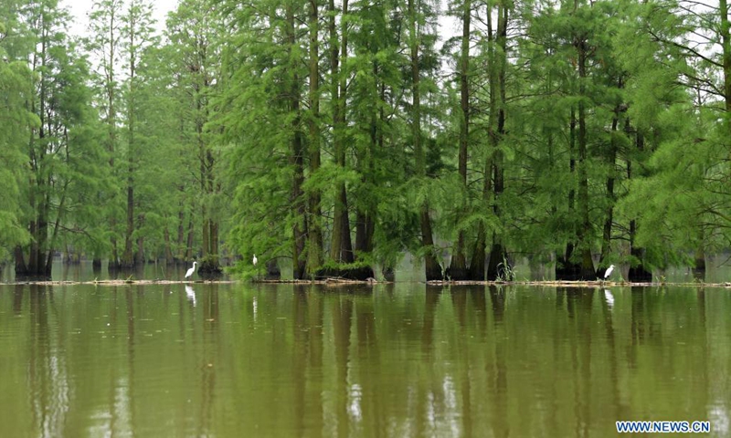 Birds rest at the Chishan Lake National Wetland Park in Lai'an County, east China's Anhui Province, May 12, 2021. After years of ecological restoration, the Chishan Lake National Wetland Park has become a paradise of birds and fowls.Photo: Xinhua