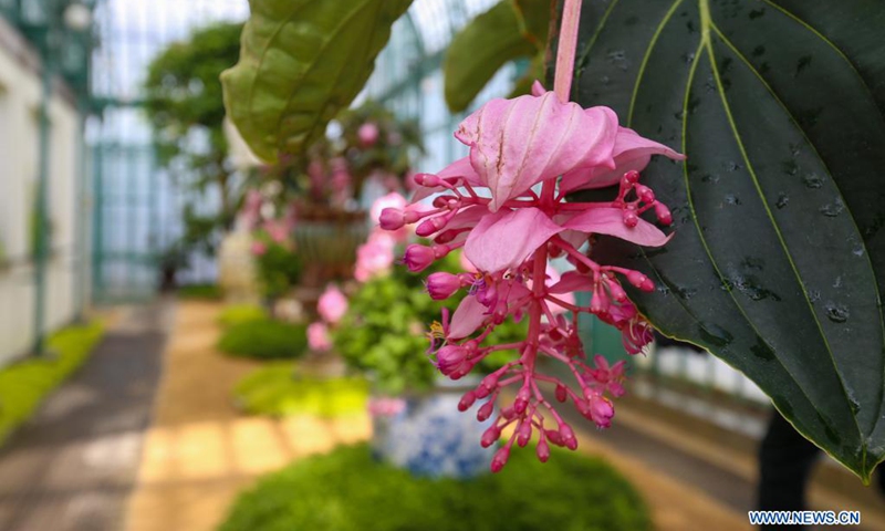 The plants and flowers are seen in the Royal Greenhouses in the Royal Domain of Laeken in Brussels, Belgium, May 12, 2021. Belgium will open its Royal Greenhouses of Laeken for the public from 13 May to 6 June this year. The opening activity of the greenhouses was absent in Spring last year due to the COVID-19 pandemic.(Photo: Xinhua)