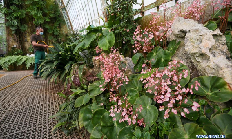 A gardener waters the plants and flowers in the Royal Greenhouses in the Royal Domain of Laeken in Brussels, Belgium, May 12, 2021. Belgium will open its Royal Greenhouses of Laeken for the public from 13 May to 6 June this year. The opening activity of the greenhouses was absent in Spring last year due to the COVID-19 pandemic.(Photo: Xinhua)
