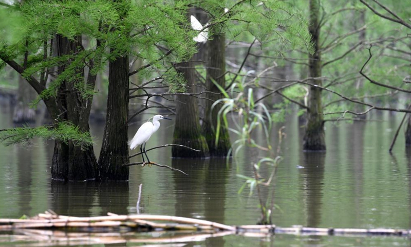Birds rest at the Chishan Lake National Wetland Park in Lai'an County, east China's Anhui Province, May 12, 2021. After years of ecological restoration, the Chishan Lake National Wetland Park has become a paradise of birds and fowls. Photo: Xinhua