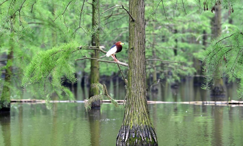 A bird rests at the Chishan Lake National Wetland Park in Lai'an County, east China's Anhui Province, May 12, 2021. After years of ecological restoration, the Chishan Lake National Wetland Park has become a paradise of birds and fowls.Photo: Xinhua