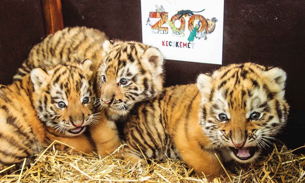 Three Siberian tiger cubs, Panthera tigris altaica, are shown by keepers in the Kecskemet Zoo in Kecskemet, Hungary, on Thursday. The two male and one female cubs were born on March 31 at the zoo, a historic first for the institution. Photo: VCG