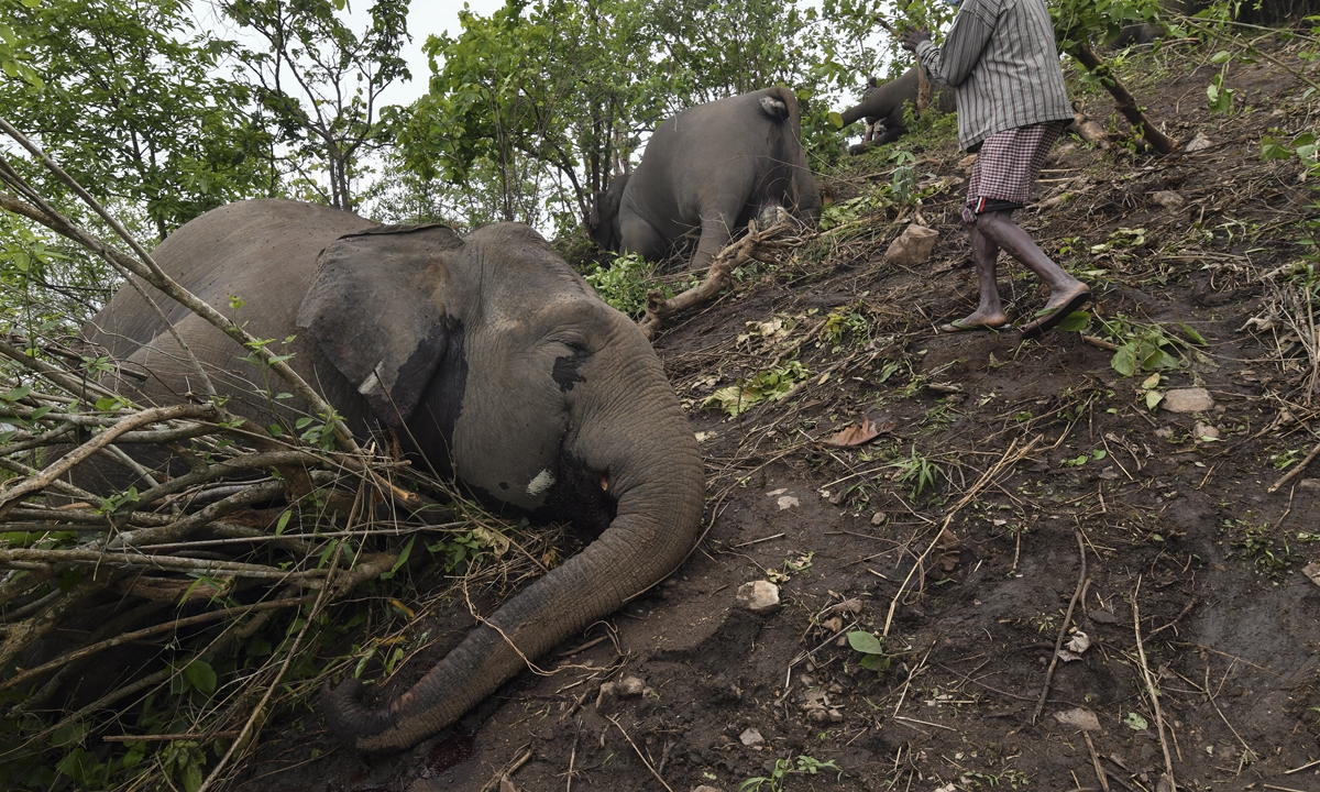 A villager walks near dead elephants, suspected to have been killed by lightning, on a hillside in Nagaon district of Assam state on Friday. At least 18 elephants are suspected to have been killed by lightning in northeastern India, officials said, as they launched a probe into the incident. Photo: AFP